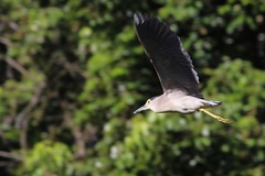 Nycticorax nycticorax