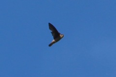 Aerodramus fuciphagus