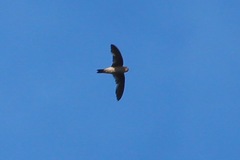 Aerodramus fuciphagus