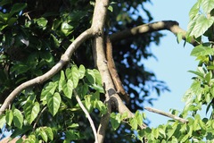 Callosciurus notatus