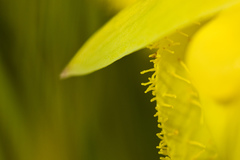 Calochortus pulchellus