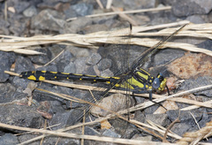 Phanogomphus kurilis