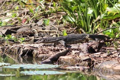 Varanus salvator bivittatus