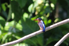 Alcedo meninting