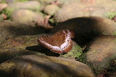 Adoliadini