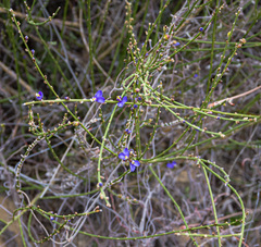 Comesperma scoparium