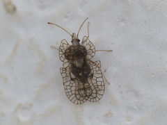 Hyalochiton colpochilus