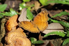 Junonia hedonia