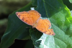 Junonia hedonia