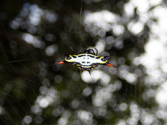 Gasteracantha westringi