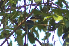 Todiramphus chloris