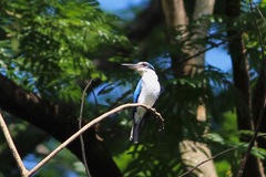 Todiramphus chloris