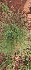 Schkuhria pinnata