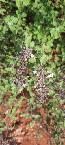 Maasai Basil (Ocimum masaiense)