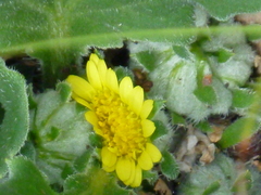 Cymbonotus lawsonianus