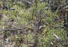 Grevillea paradoxa