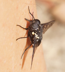Triclista guttata