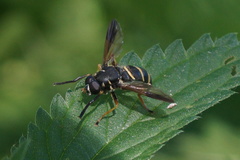 Temnostoma bombylans