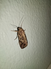 Spodoptera litura
