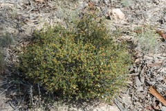 Phebalium tuberculosum