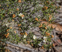 Phebalium tuberculosum