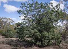 Callitris columellaris