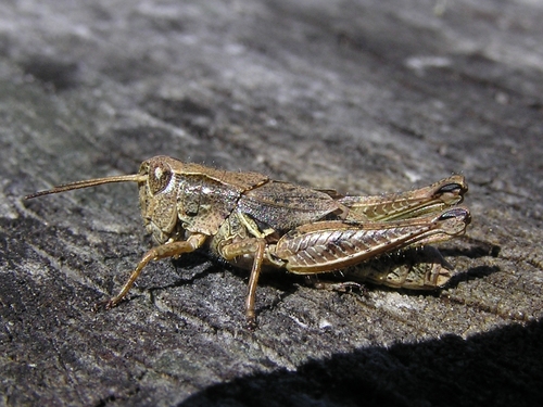 New Zealand Grasshopper