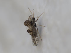 Hyalochiton colpochilus