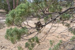 Callitris columellaris