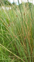 Juncus inflexus