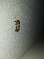 Spodoptera litura