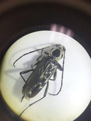 Sarosesthes fulminans