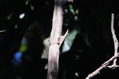 Draco volans