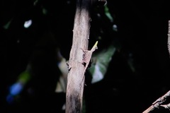 Draco volans