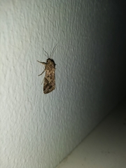 Spodoptera litura