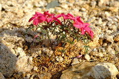 Oxalis gracilis