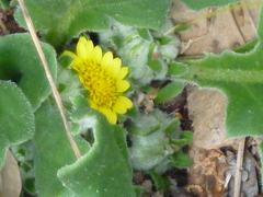 Cymbonotus lawsonianus