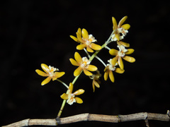 Dendrobium finetianum