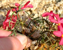 Oxalis gracilis