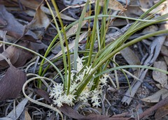 Lomandra effusa