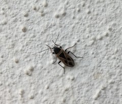 Xanthochilus saturnius