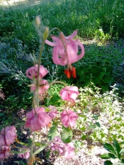 Lilium martagon pilosiusculum