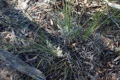 Lomandra effusa
