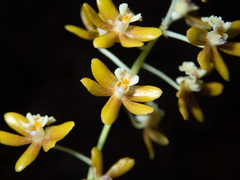 Dendrobium finetianum