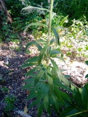 Lilium martagon pilosiusculum