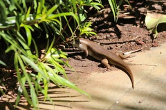 Eutropis multifasciata