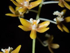 Dendrobium finetianum