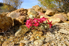 Oxalis gracilis