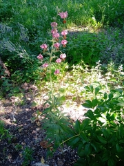 Lilium martagon pilosiusculum