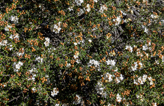 Phebalium tuberculosum